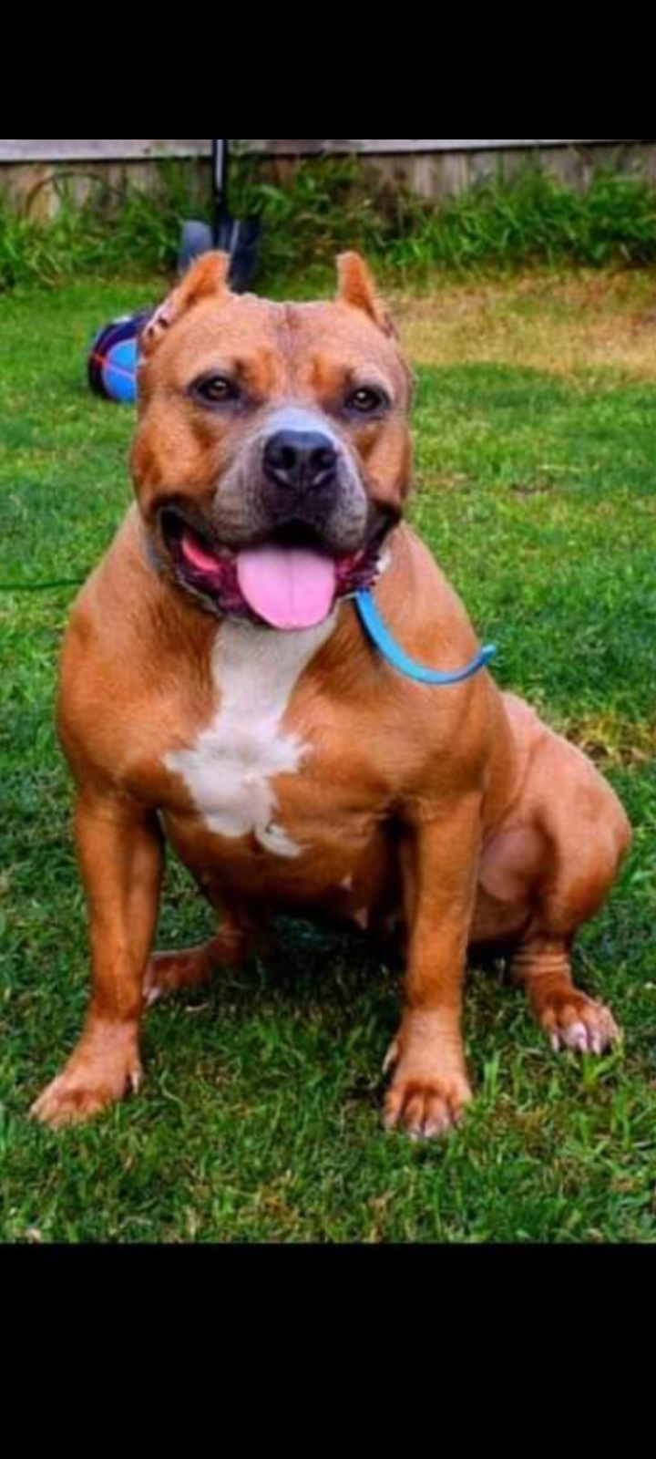 Dog Featured Image