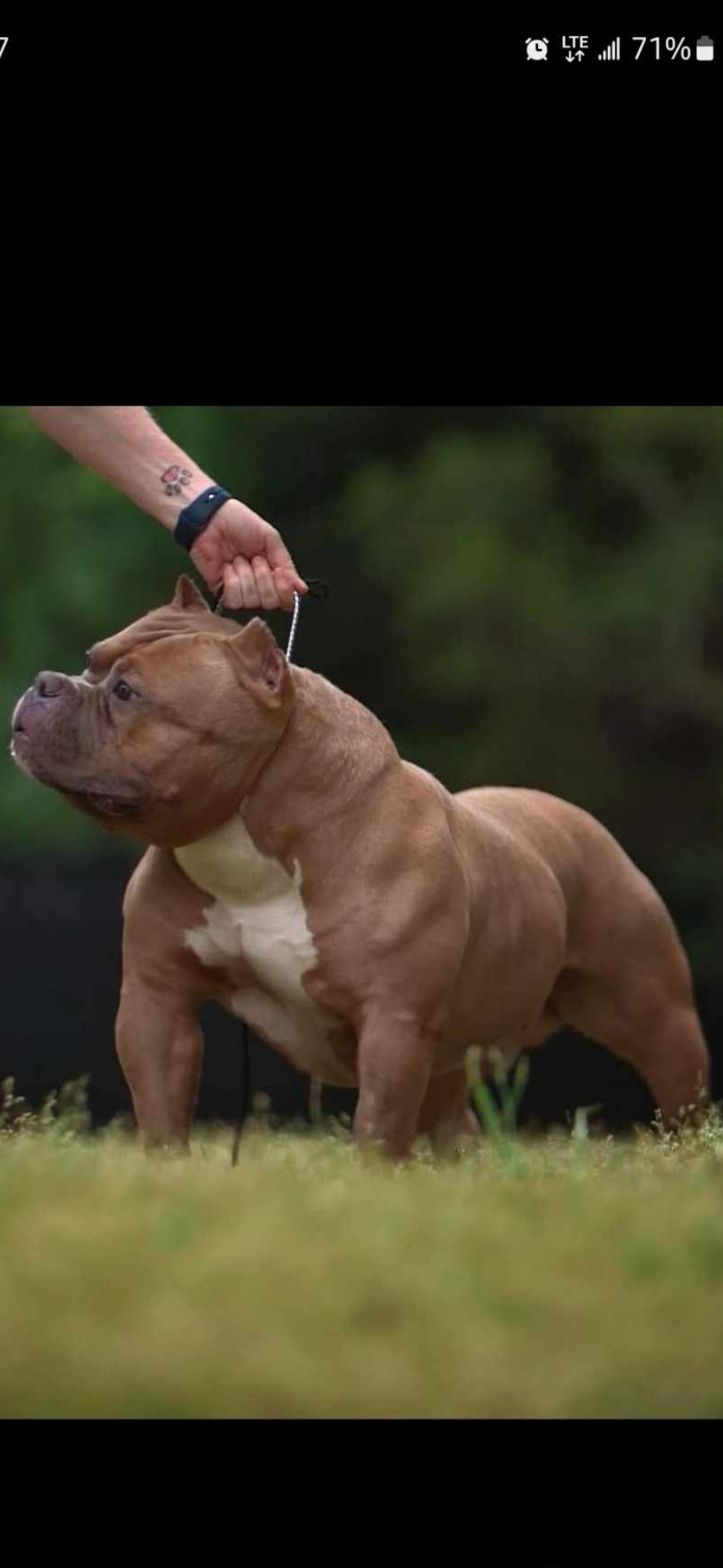 Dog Featured Image