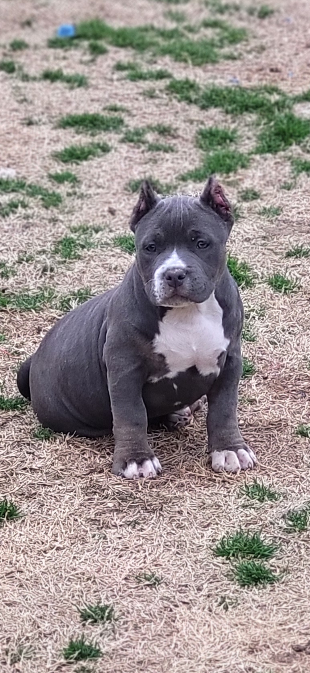 Dog Featured Image