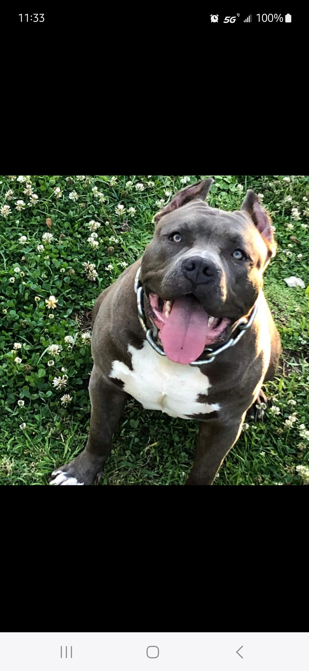 Dog Featured Image