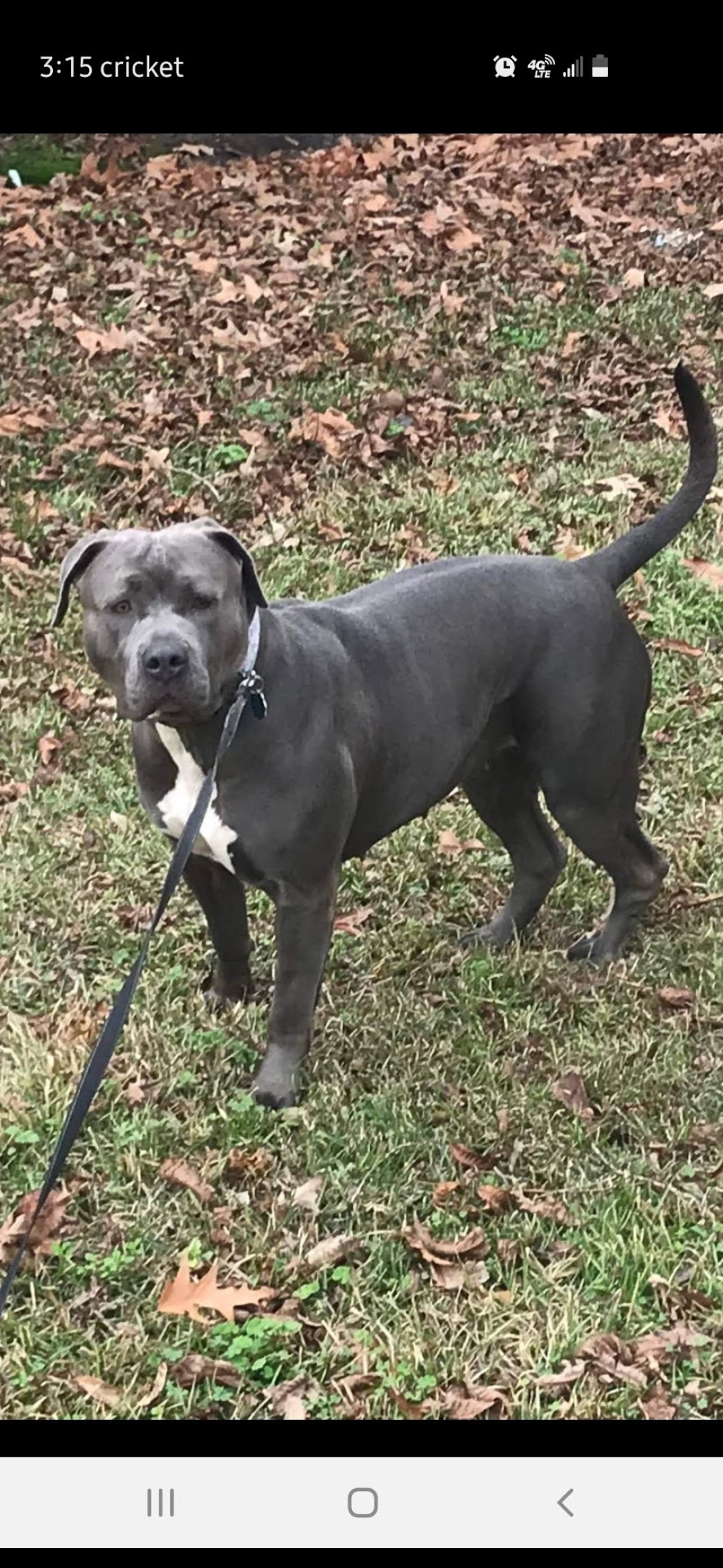 Dog Featured Image