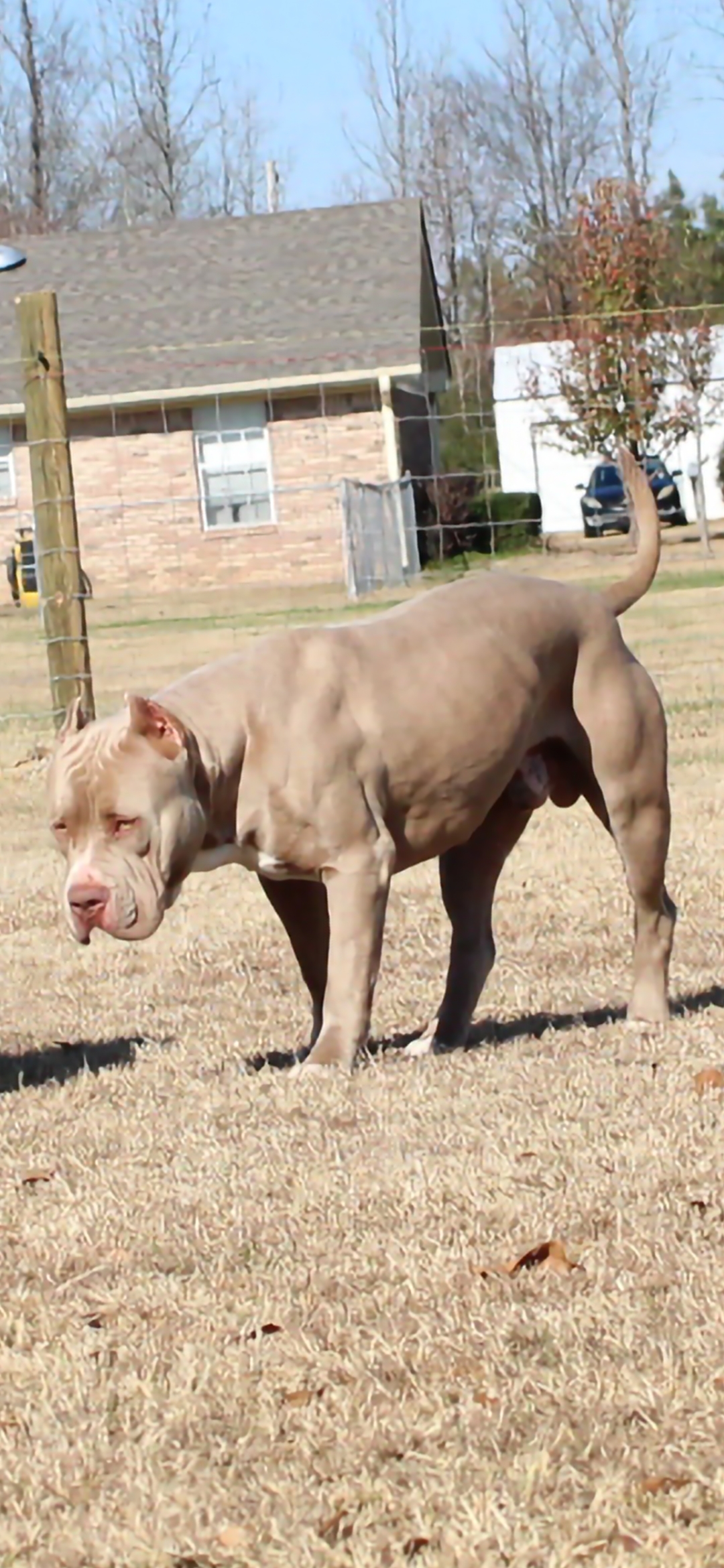 Dog Featured Image