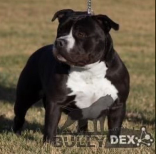 Dog Featured Image