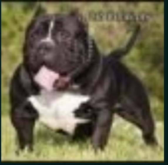 Dog Featured Image