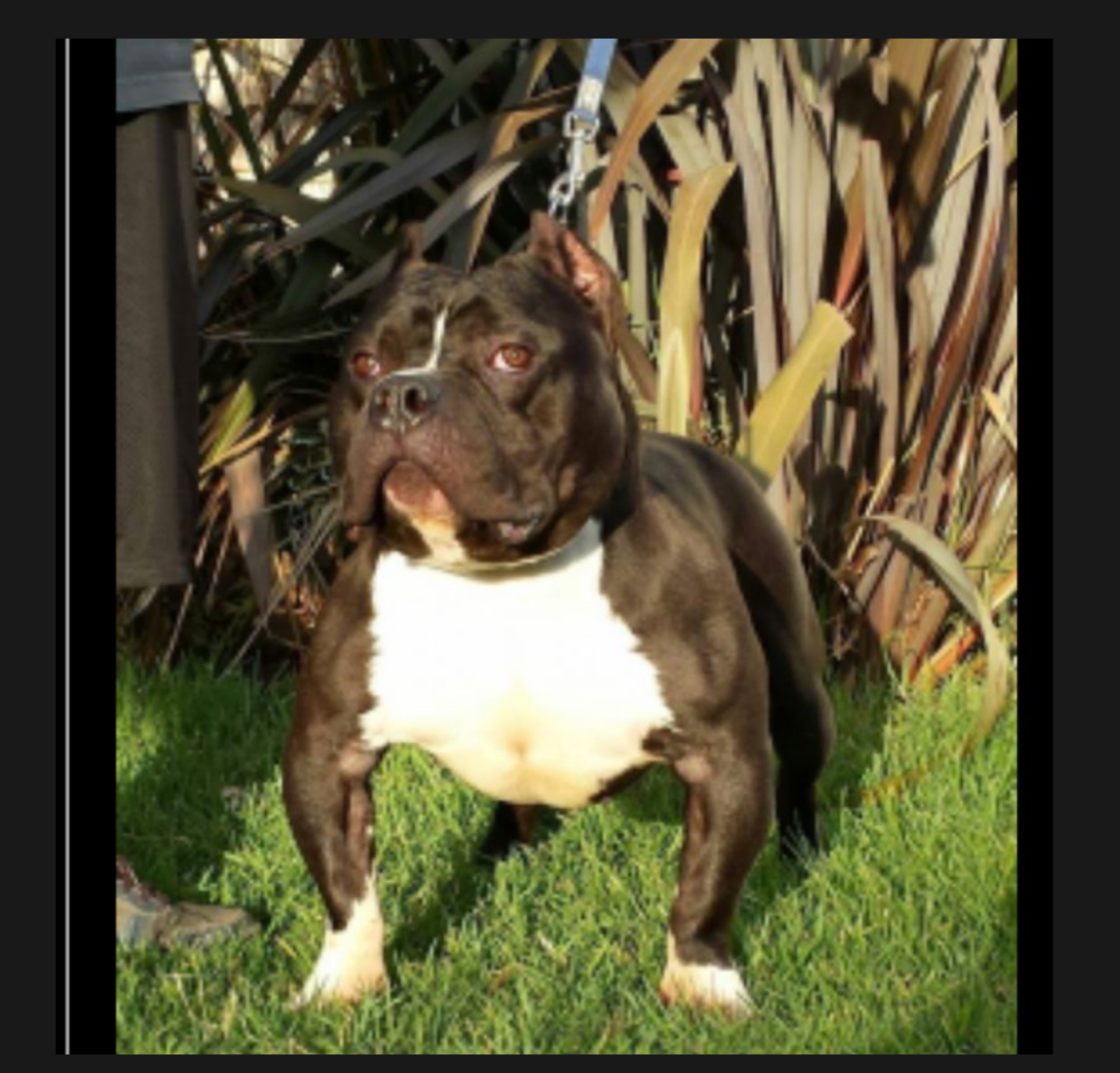 Dog Featured Image