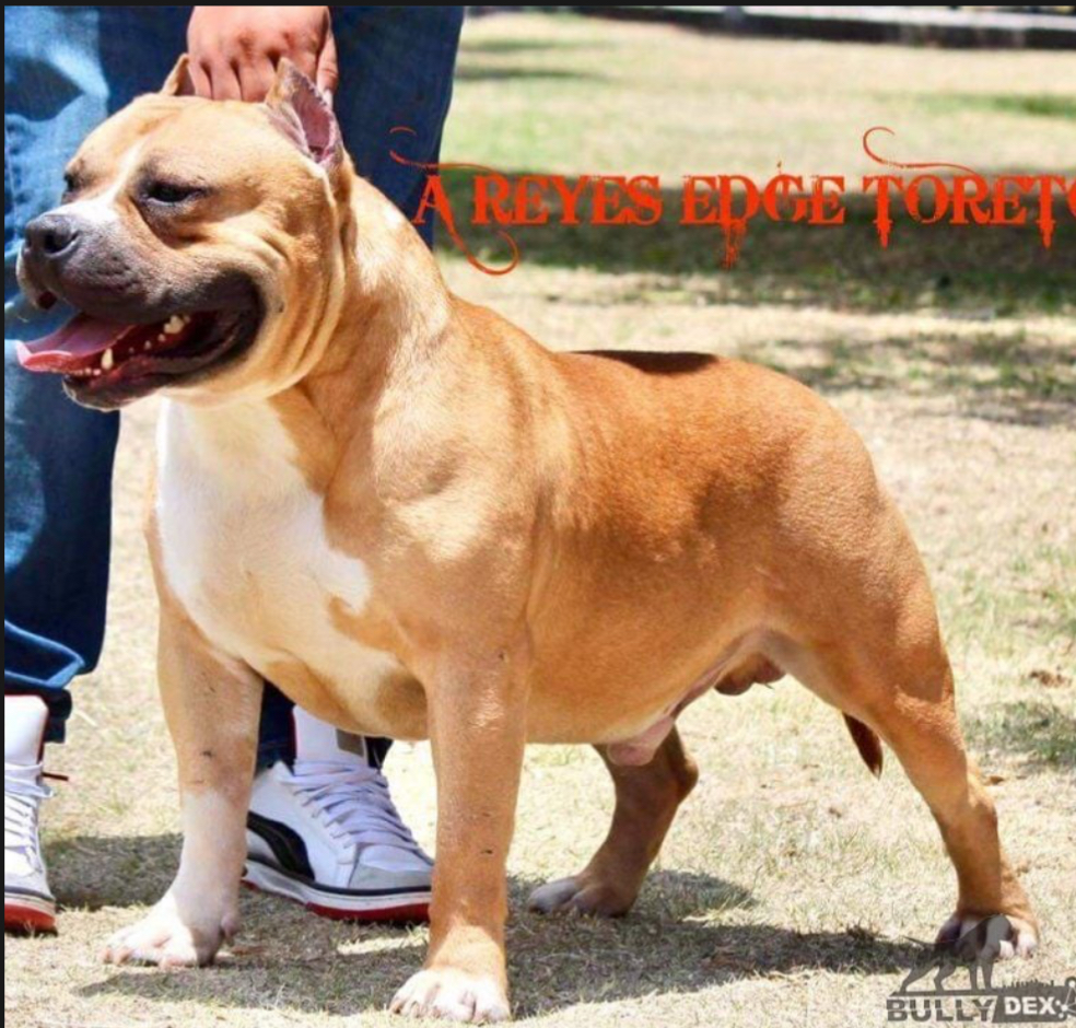 Dog Featured Image
