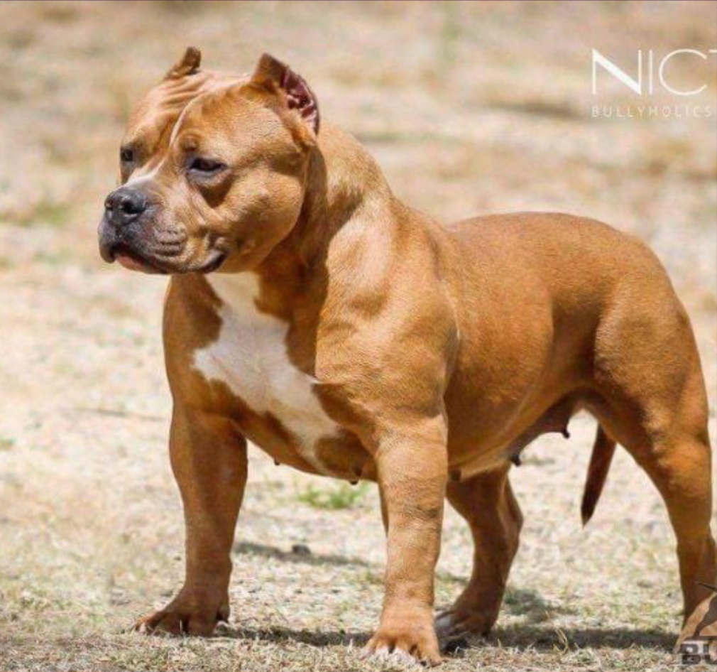 Dog Featured Image
