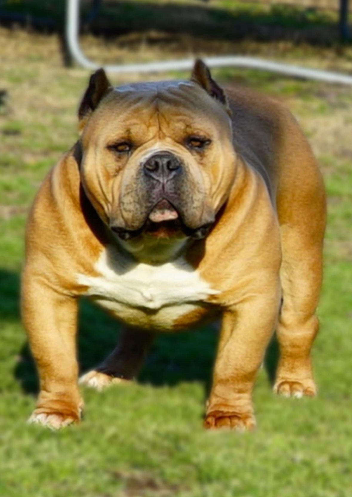 Dog Featured Image