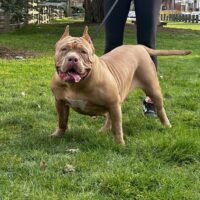 Dog Featured Image