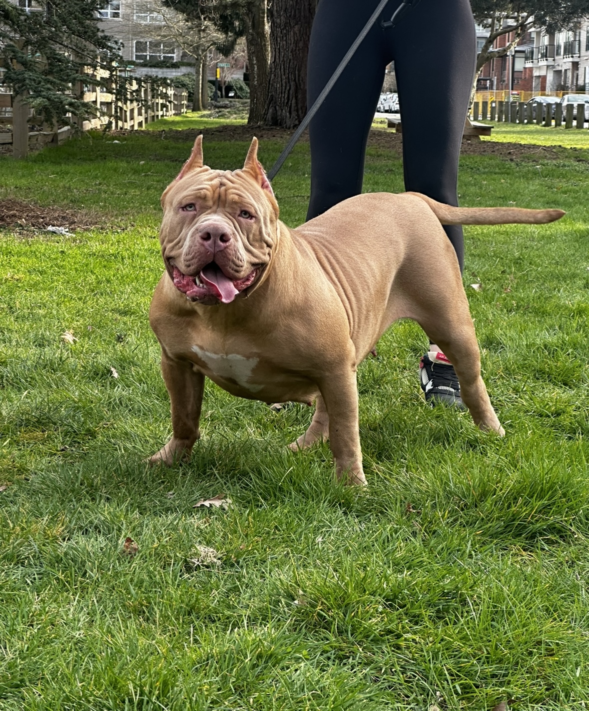 Dog Featured Image