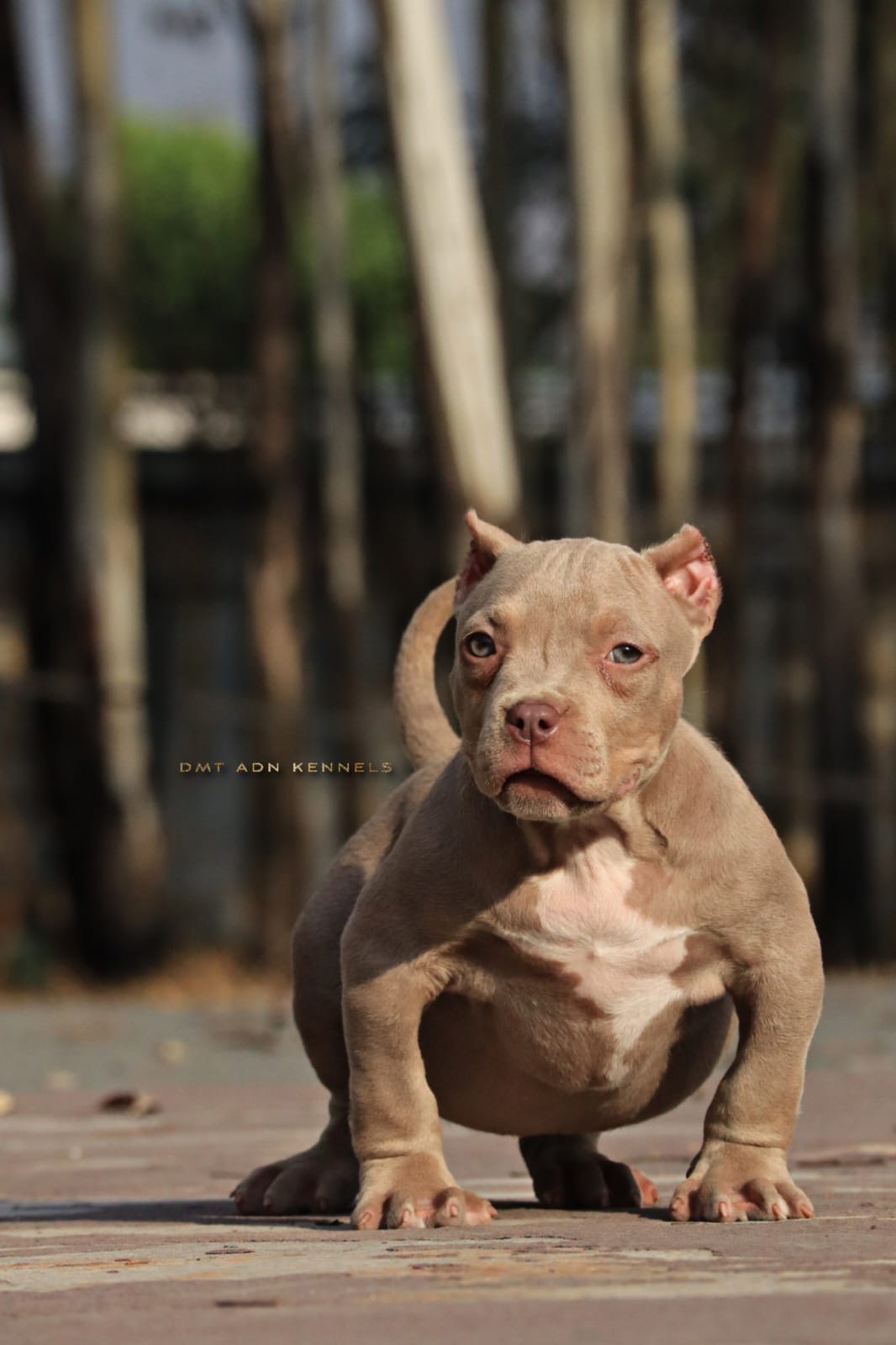Dog Featured Image