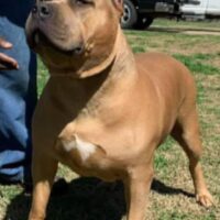 Dog Featured Image
