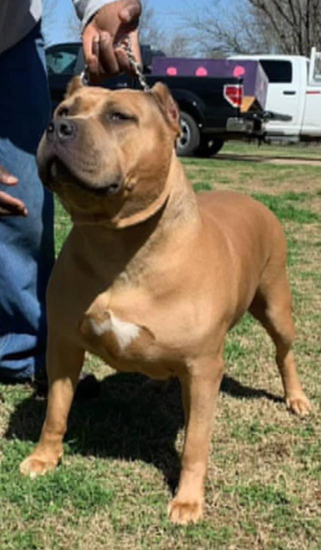 Dog Featured Image