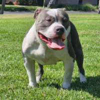 Dog Featured Image