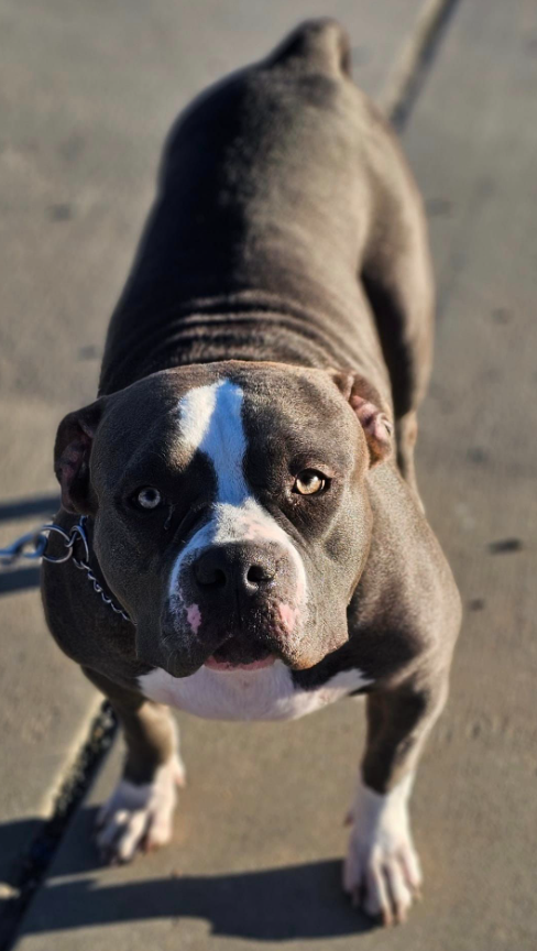Dog Featured Image