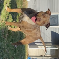 Dog Featured Image