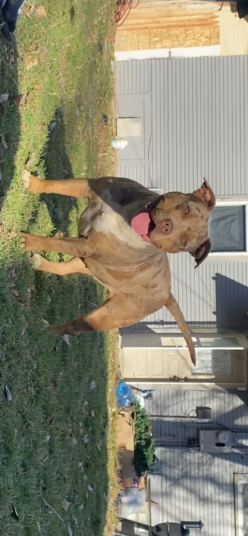 Dog Featured Image