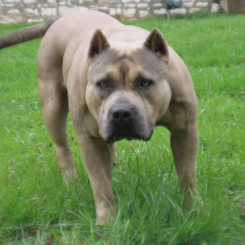 Dog Featured Image