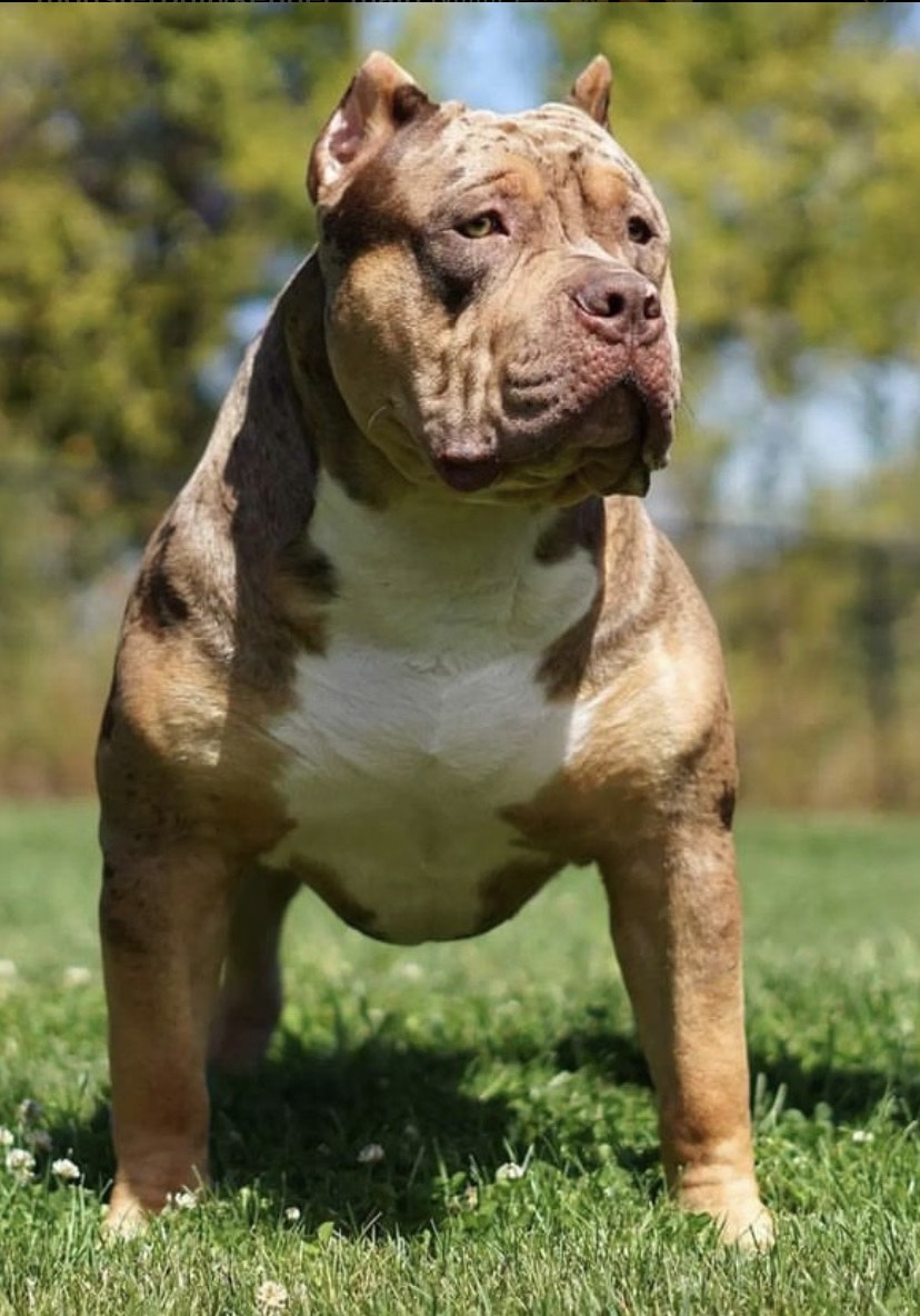 Dog Featured Image