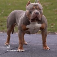 Dog Featured Image