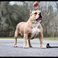 Dog Featured Image