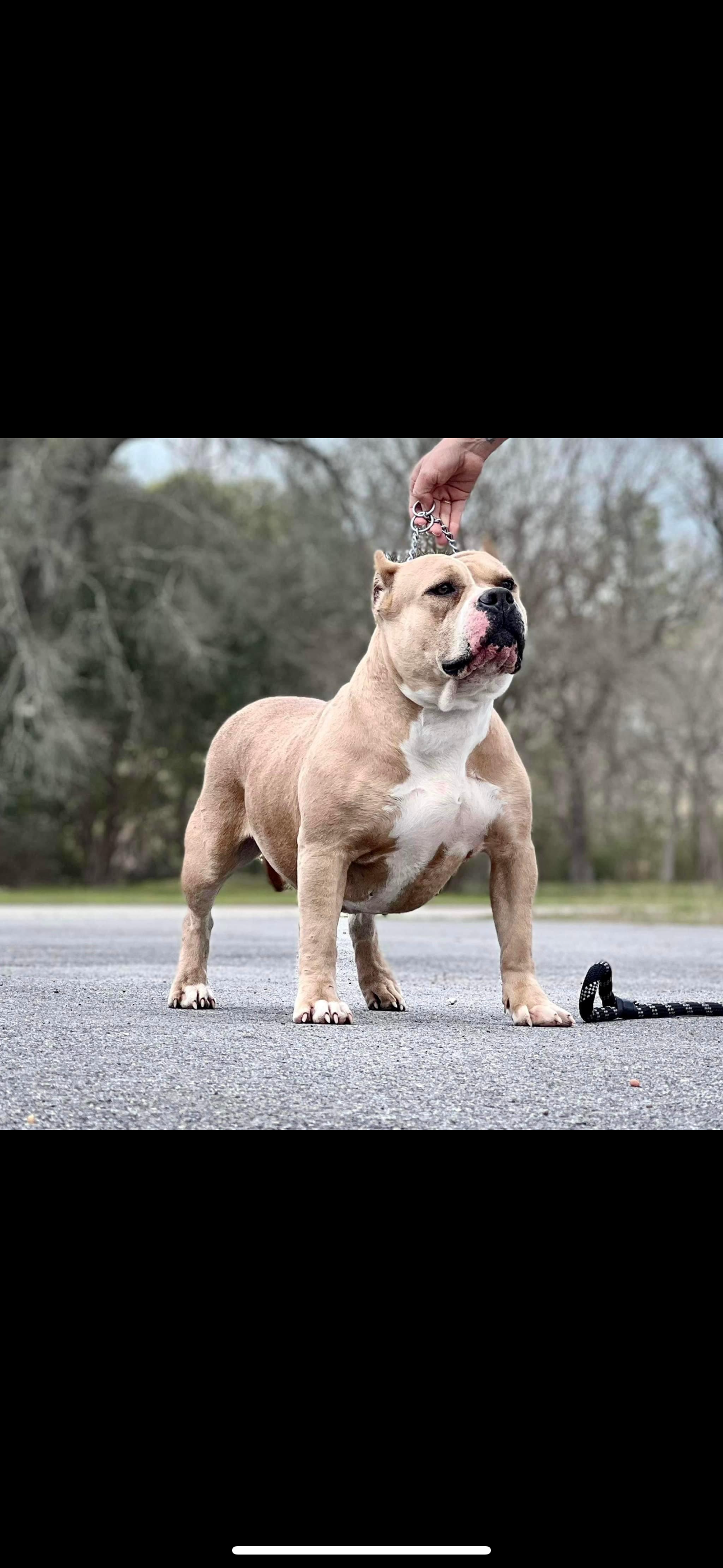 Dog Featured Image