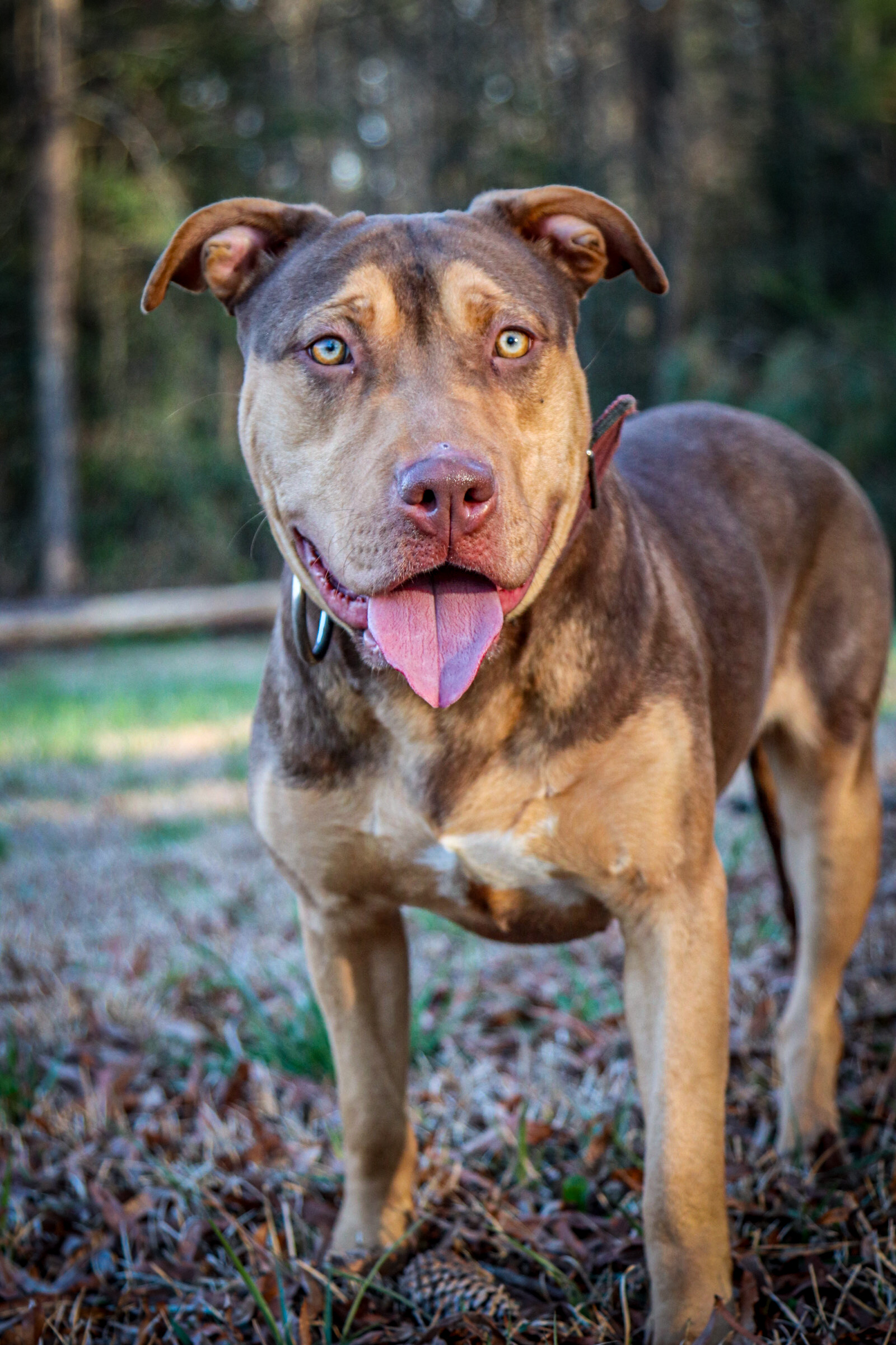 Dog Featured Image