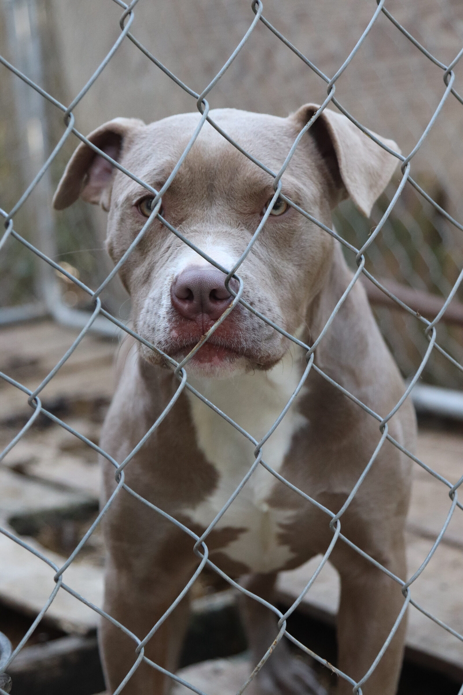 Dog Featured Image
