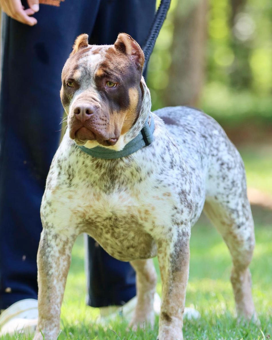 Dog Featured Image