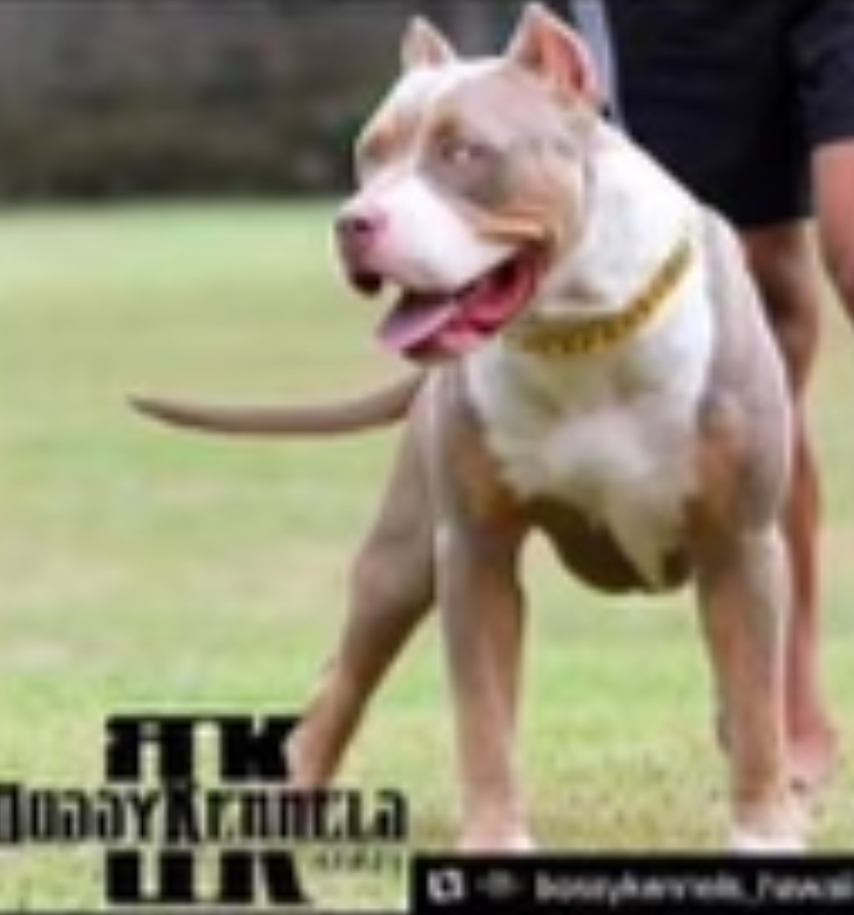 Dog Featured Image