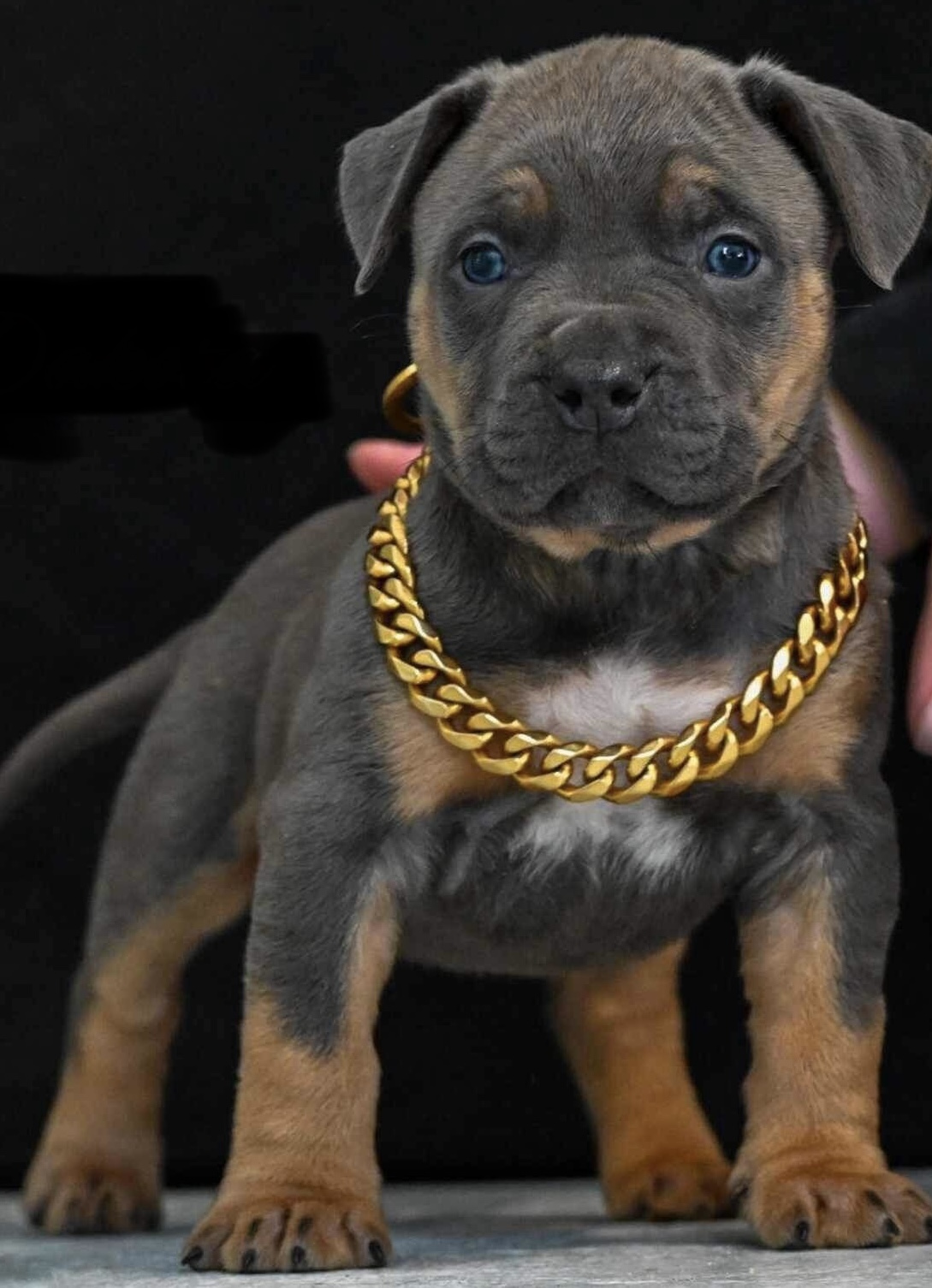 Dog Featured Image