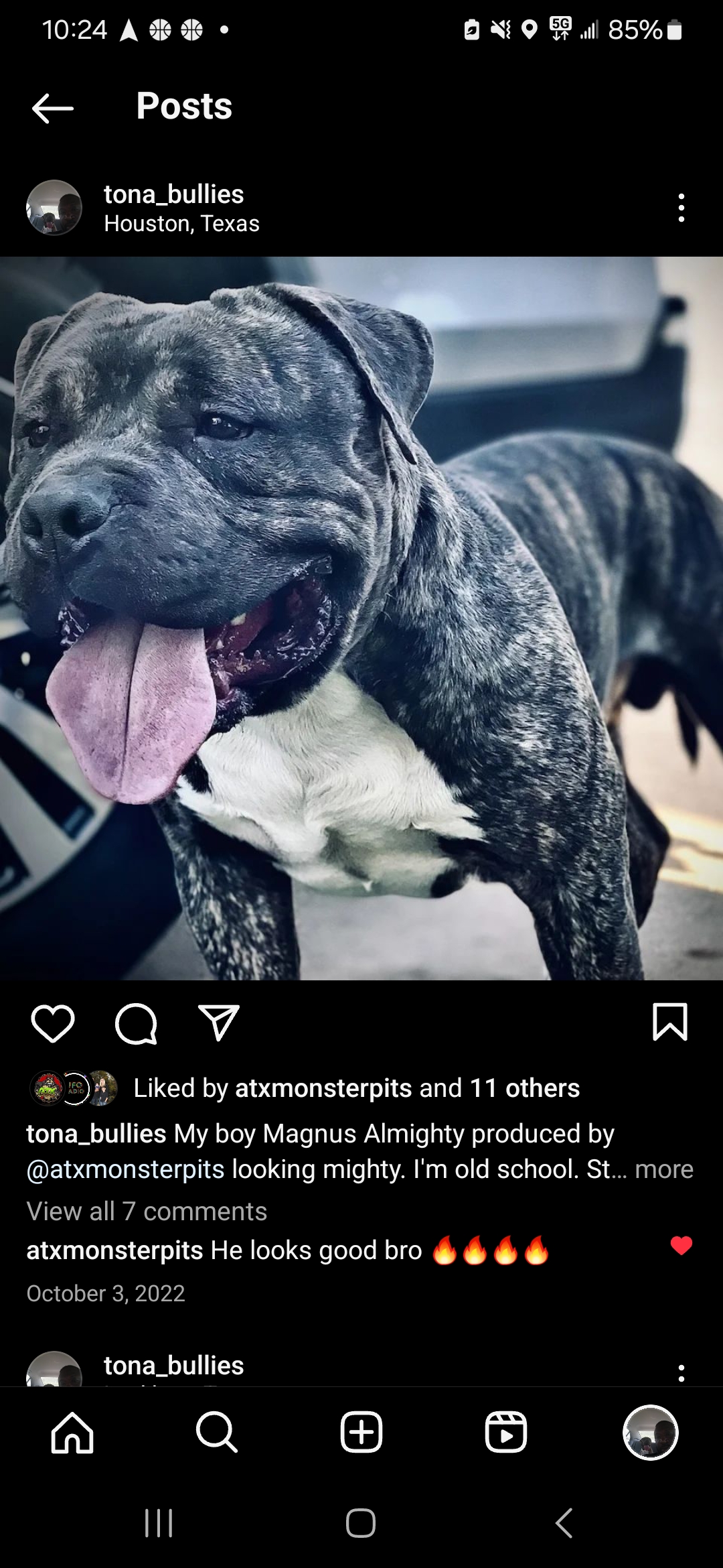 Dog Featured Image