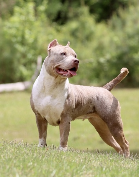 Dog Featured Image