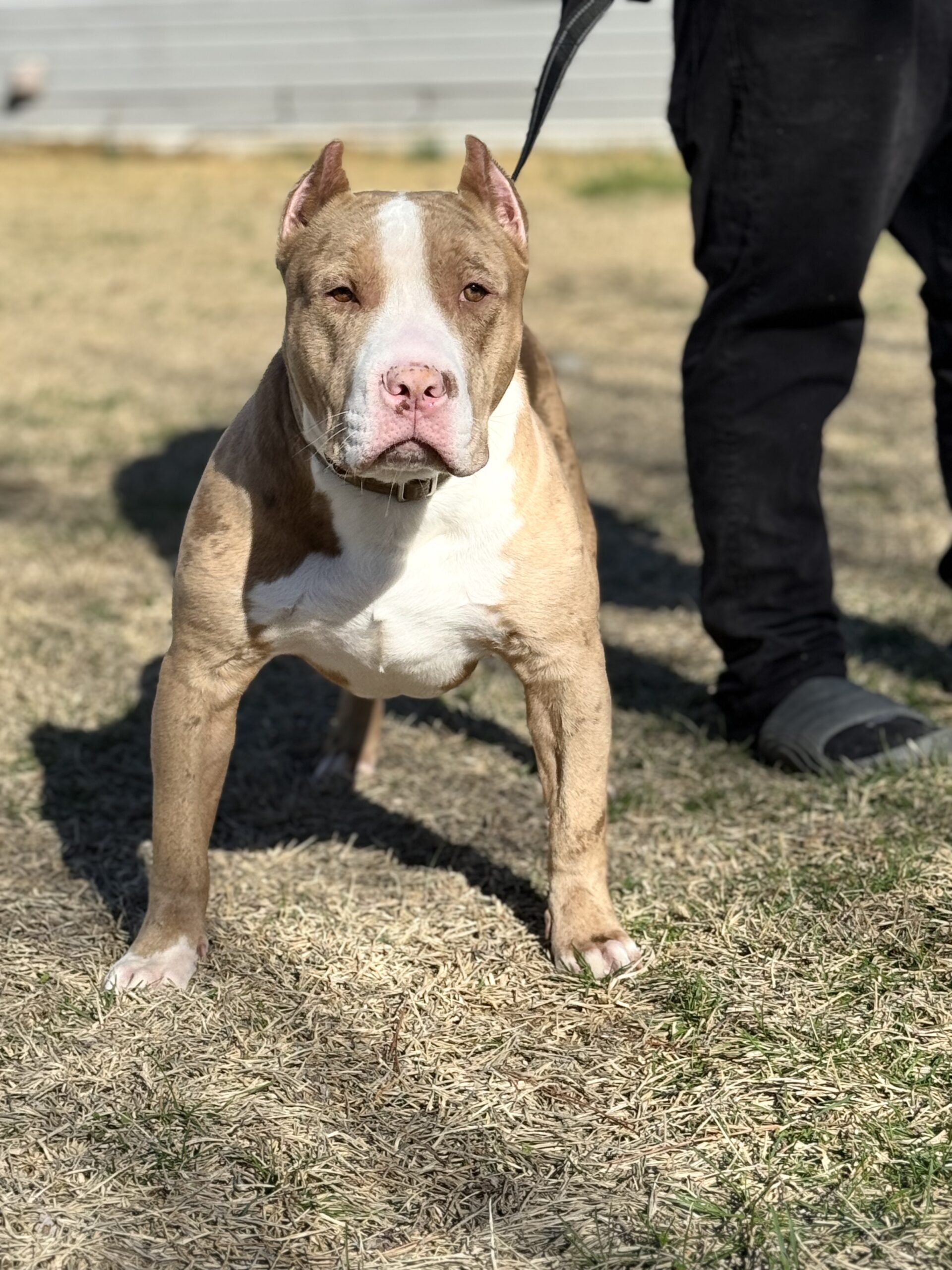Dog Featured Image