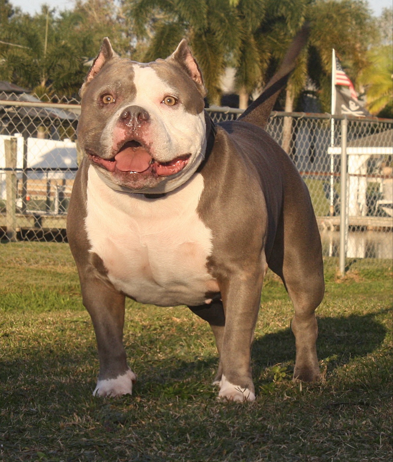 Dog Featured Image