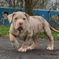 Dog Featured Image