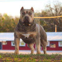 Dog Featured Image