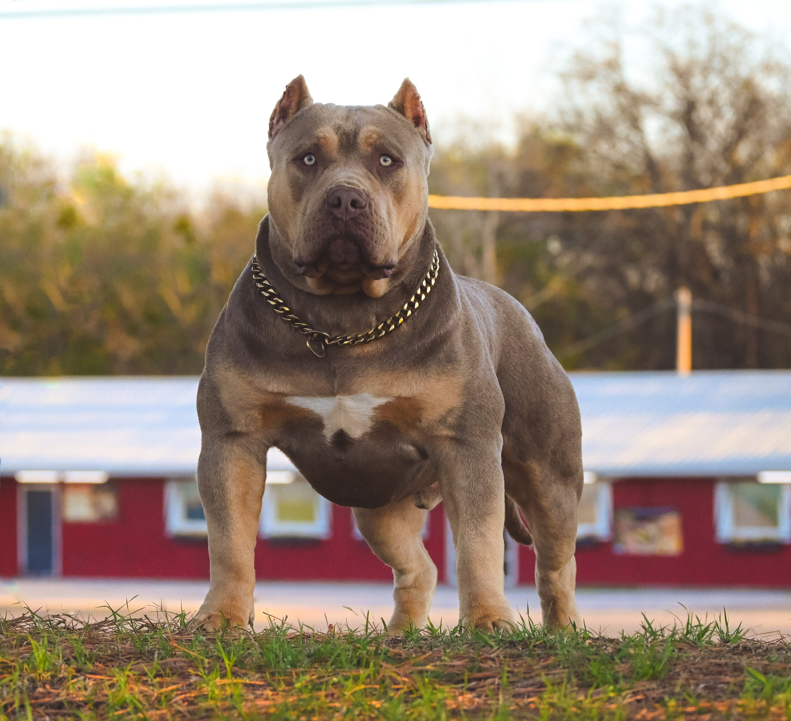 Dog Featured Image