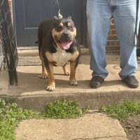 Dog Featured Image