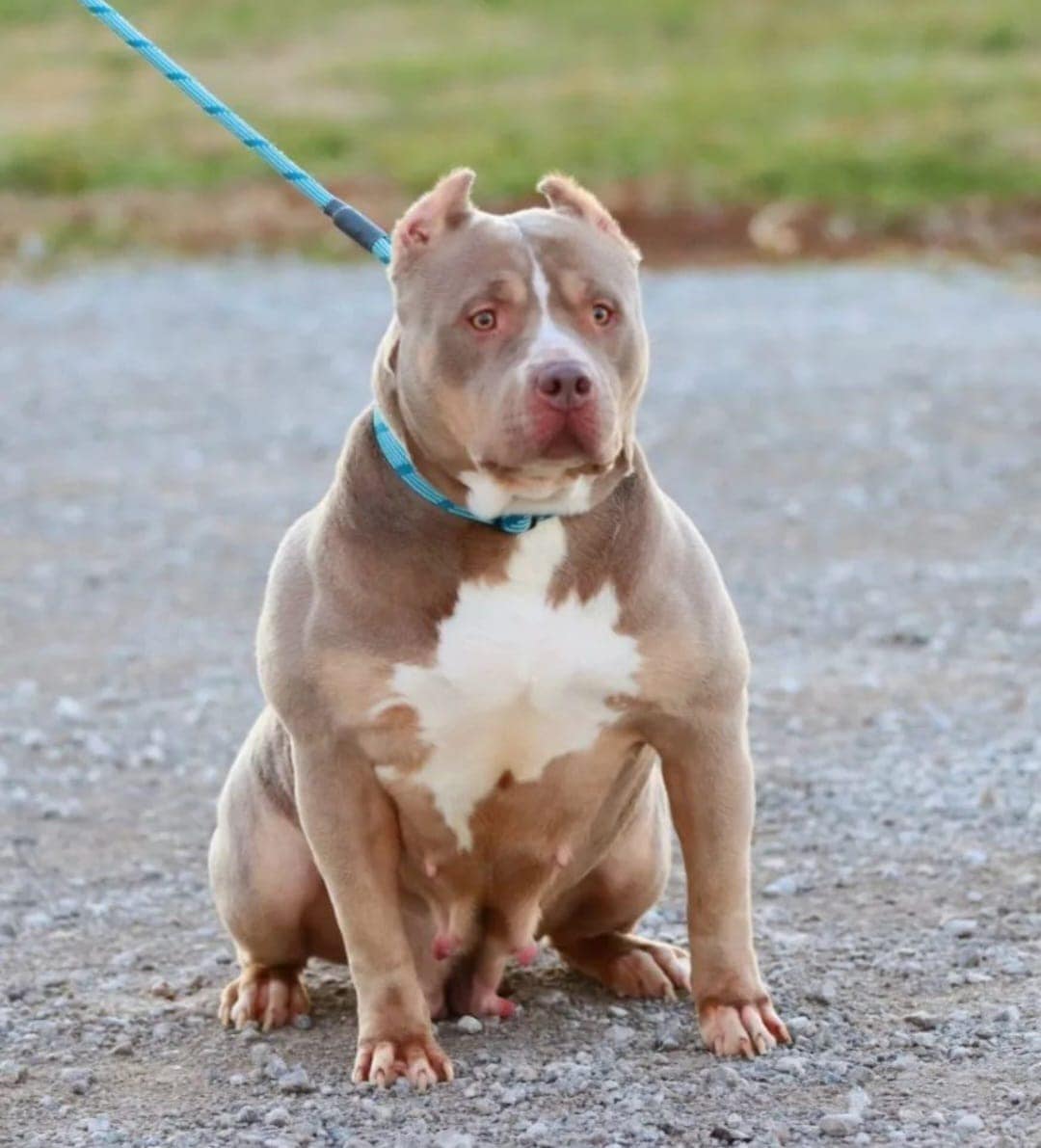 Dog Featured Image
