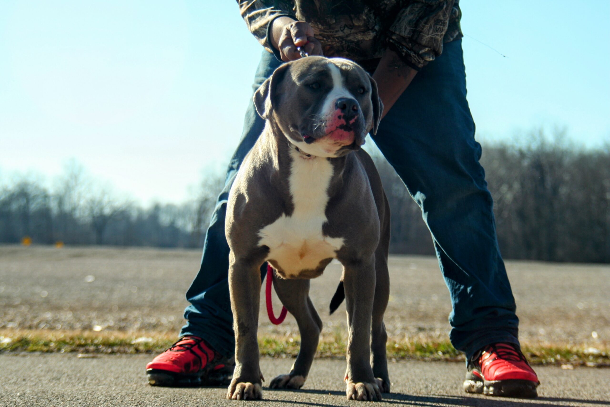 Dog Featured Image