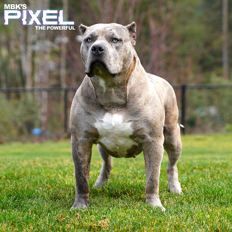 Dog Featured Image