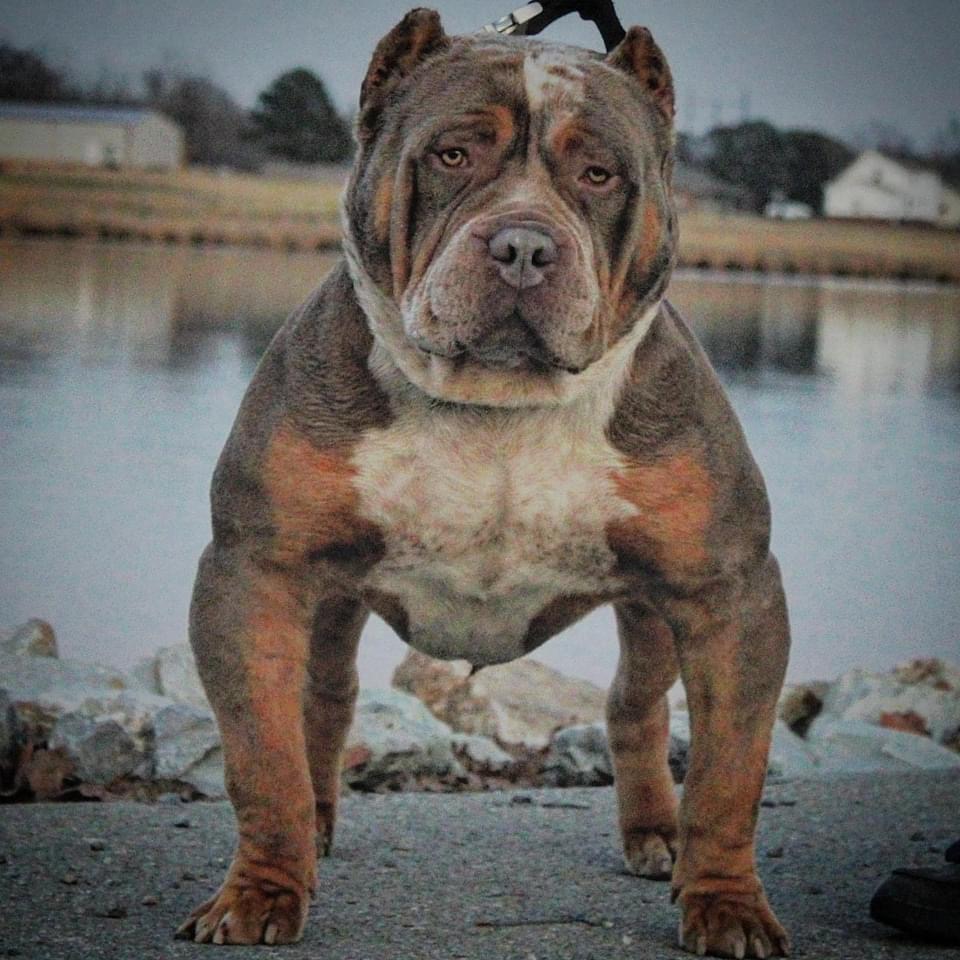 Dog Featured Image