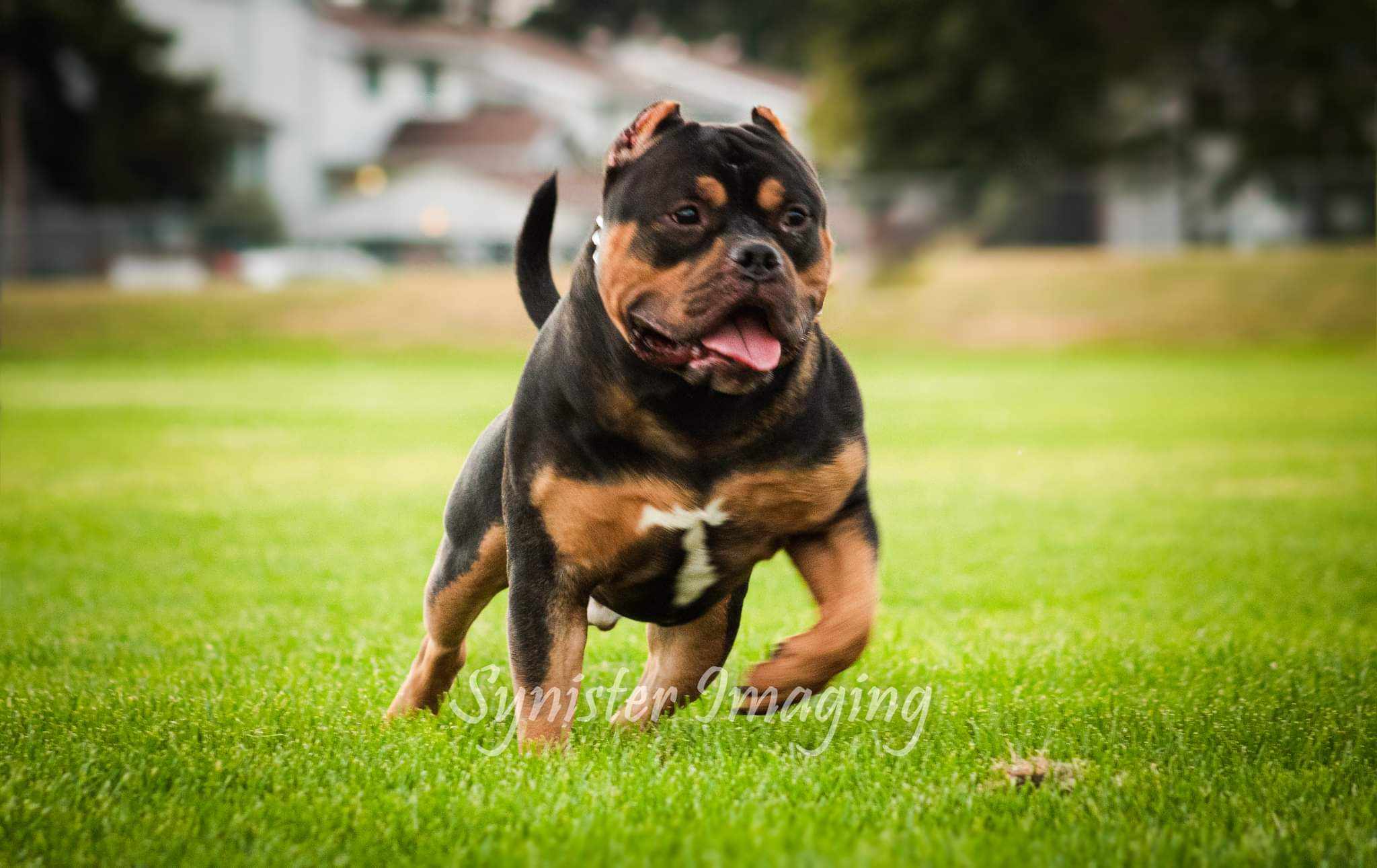 Dog Featured Image