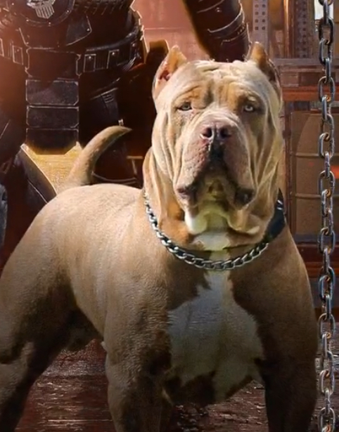 Dog Featured Image