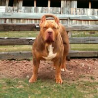 Dog Featured Image