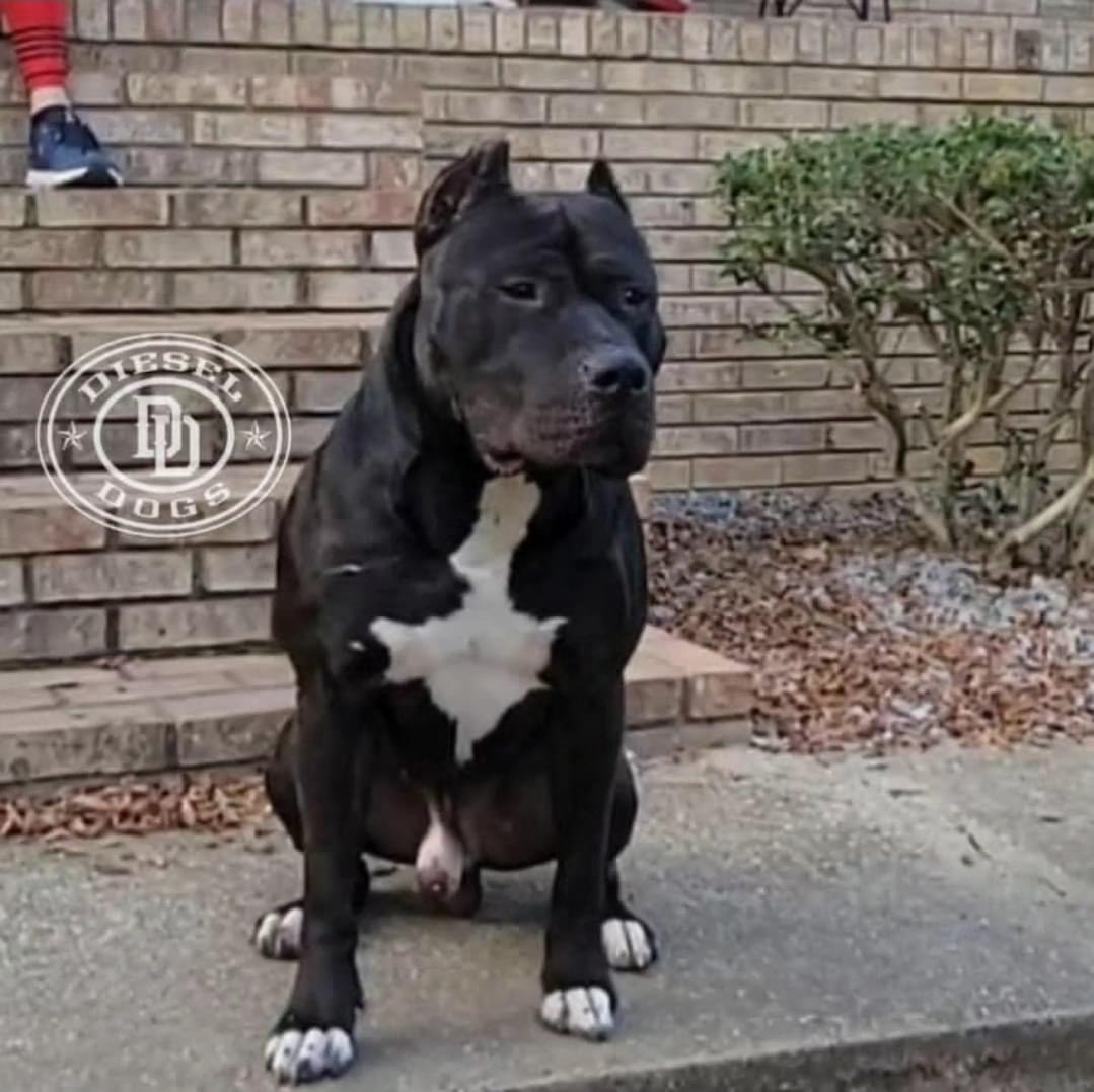 Dog Featured Image