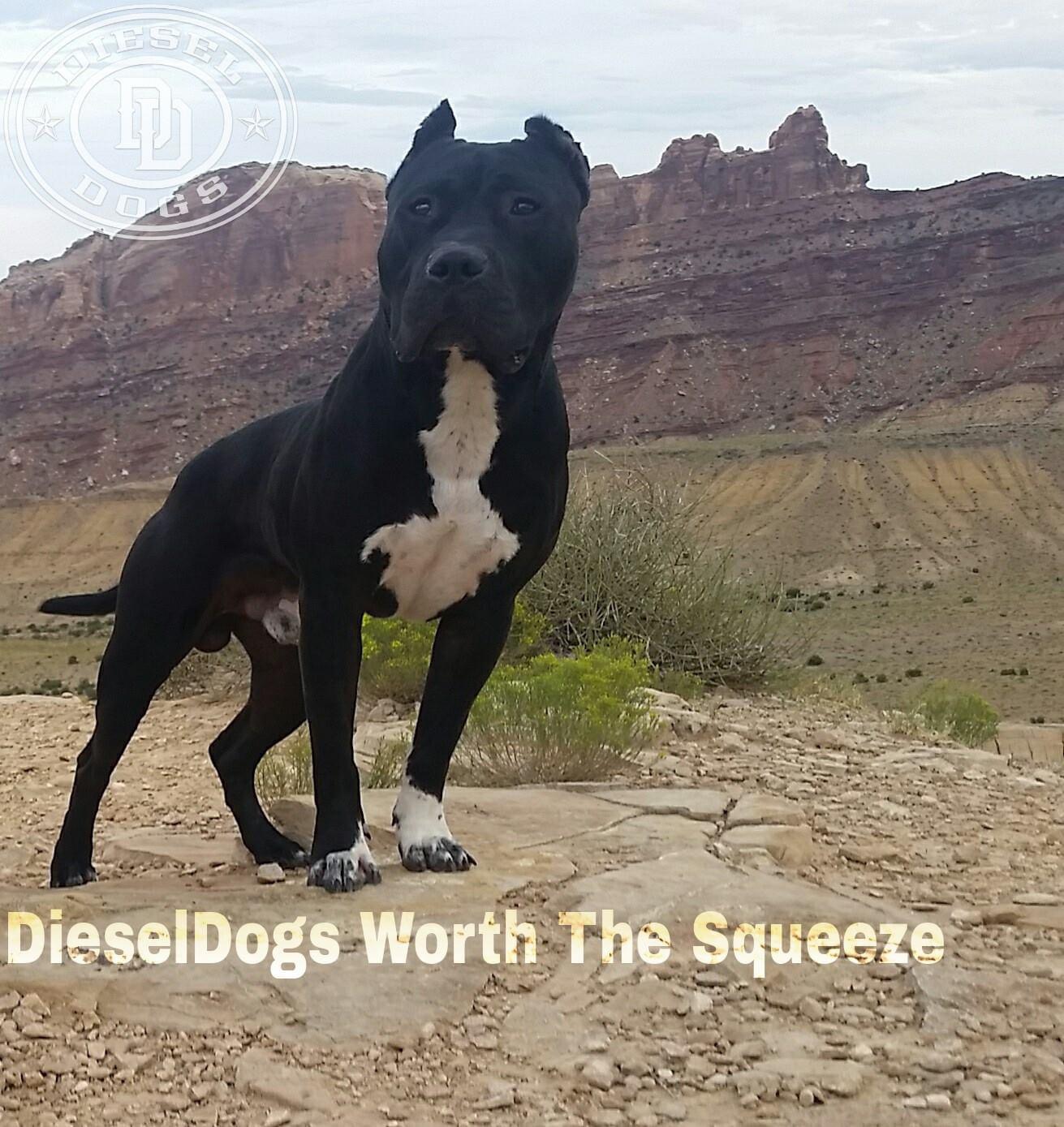 Dog Featured Image