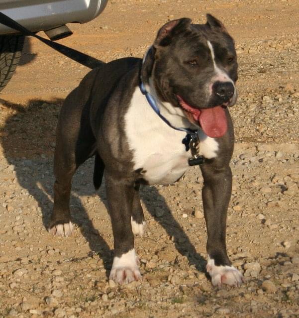 Dog Featured Image