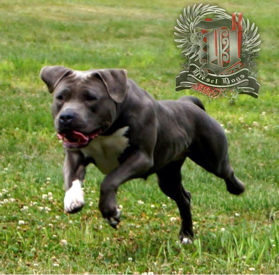 Dog Featured Image